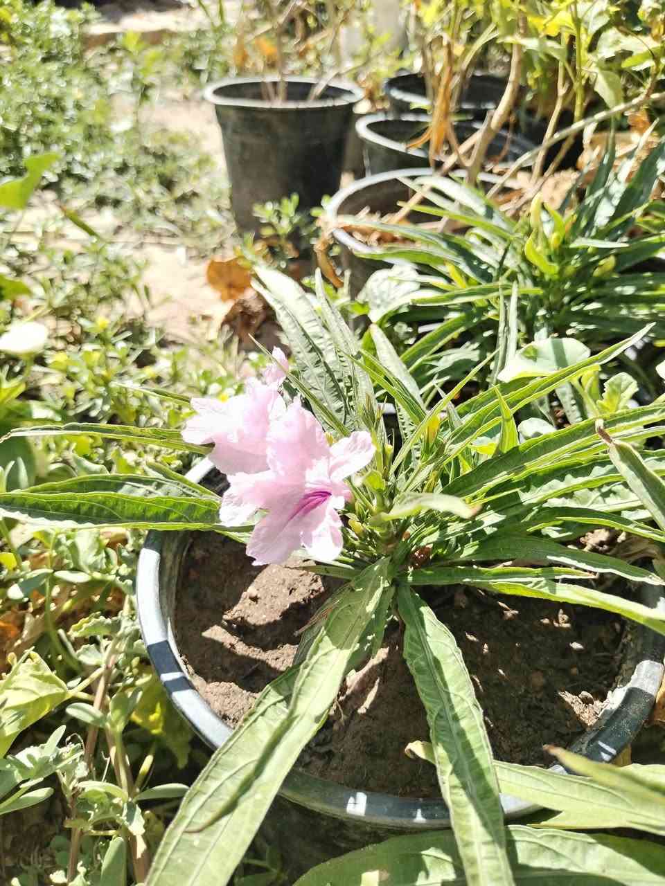 تزهير اليوم الجمعه ١٠ / ٧ / ٢٠٢٦ نبات ورد البتونيا المكسيكيه ازهار ورديه  ل، لطلب والحجز واتساب *********** السماوه أو مراسلة الصفحه يوجد خدمة توصيل طلبات داخل السماوه ولكافة المحافظات لباب البيت أنواع البذور الاستوائية النادره
