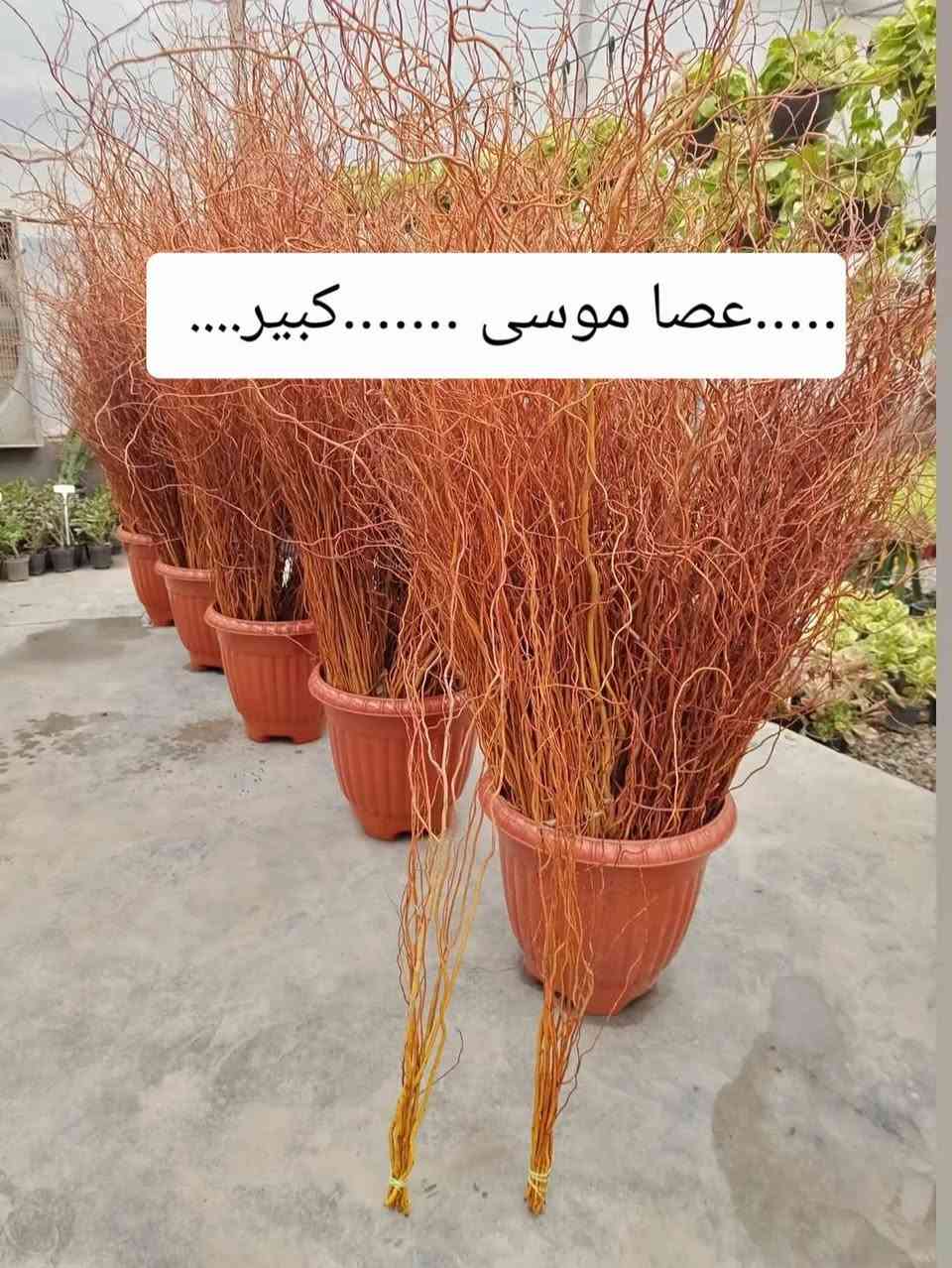 مشتل الشارودي
متوفر لدينا 
نباتات ضليه هولنديه. جميع الأنواع. 
ومستعدين تجهيز كافه الحدايق 
العنوان بعقوبه الجديدة شارع الجامع سعد بن معاذ مقابل كافي كراندرز 
للاستفسار[***********] هاني الشارود 
............[***********]ابراهيم الشارود
