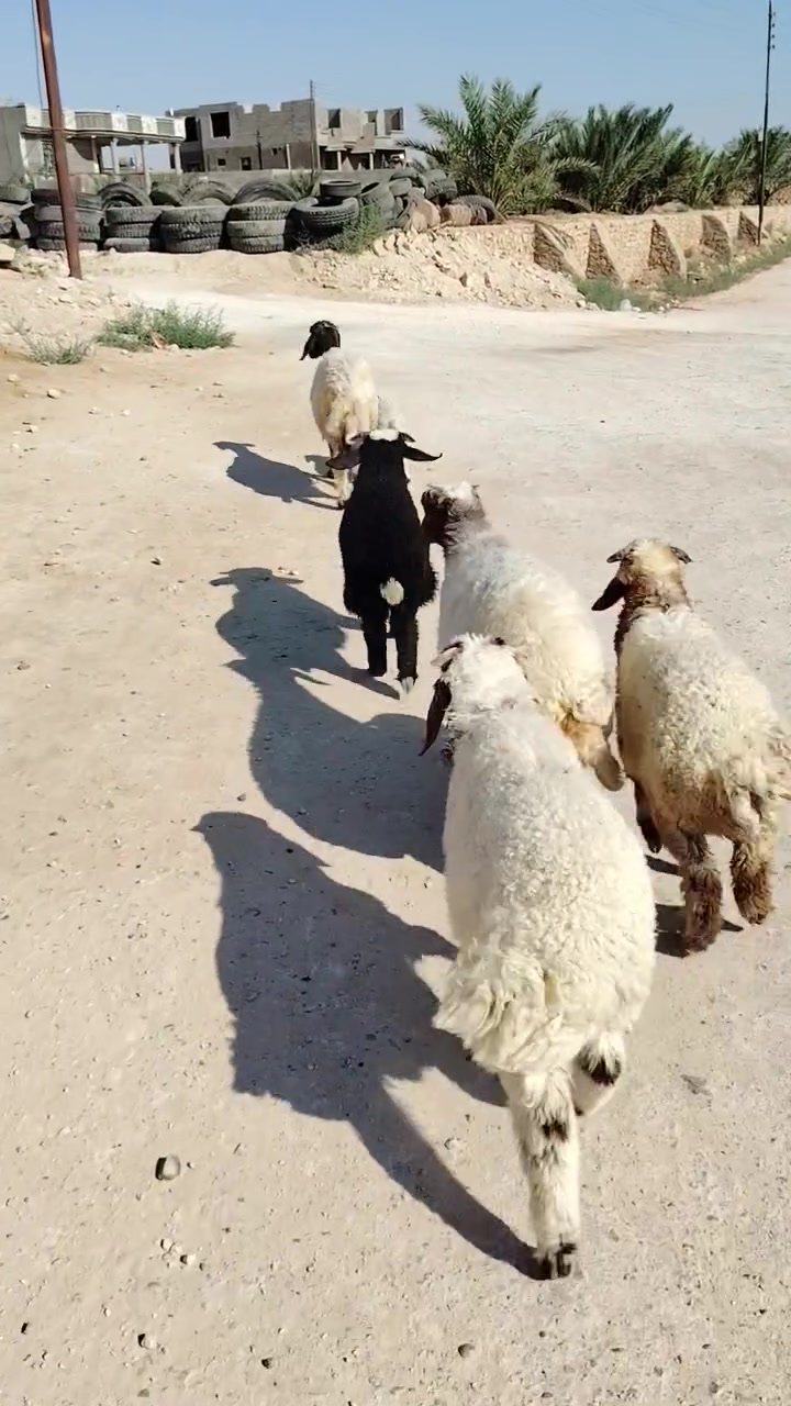 سلام عليكم خوان نعاج رقايث وراهن خرفان سن وشطر ونصاح +طليان 2لسود ولدعم مكاني حديثة الخفاجيه يوجد توصيل حسب لتفاق اتصل وتدلل *********** واتساب مفتوح

