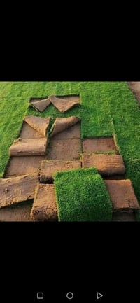 يوجد ثيل هندي درجه اولى   سعر المتر المربع (3) ألف  يصلك الباب البيت  ...