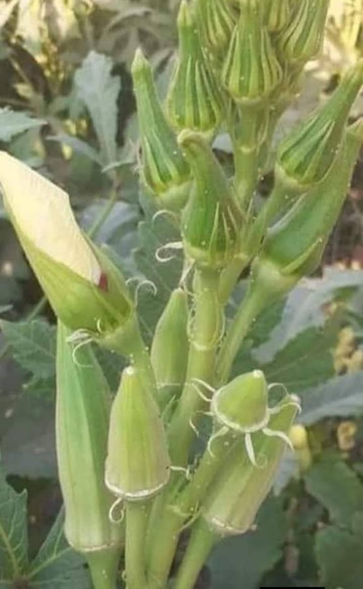 سلام عليكم عندي بذور بانيه درجه اولى شرط مشروطه الهلوبه درجه اولى *********** انتاج  من الله
