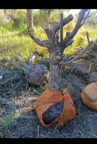 سدر تفاحي • مشلوع • جاهز