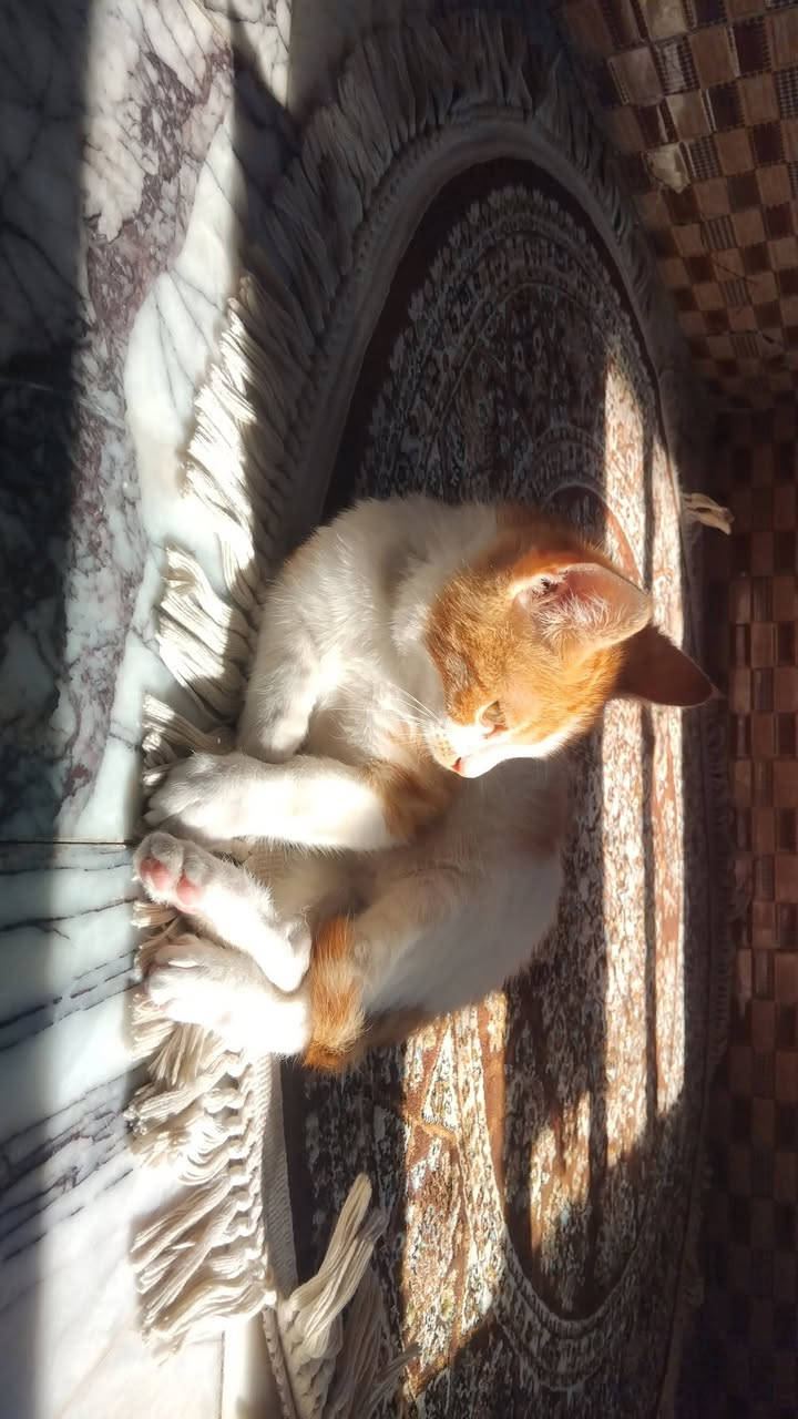 تمام، هذا إعلان معدل ويوضح موضوع اللقاحات بشكل لطيف 👇

✨ للـتبنّي – قط صغير يبحث عن بيت دافئ 🧡🐾

عندي قط ذكر عمره ٥ شهور، لونه برتقالي وأبيض، من أجمل وألطف القطط 😻
هادئ جدًا، حنون ويحب القعدة ويا الناس، ومتعود على الأجواء البيتية.

✔️ نظيف
✔️ لطيف بالتعامل
✔️ يحب اللعب بس مو مزعج
✔️ مناسب لأي شخص يريد رفيق هادئ

⚠️ ملاحظة: القط غير ملقّح حاليًا، ويحتاج اهتمام بالتطعيم من الشخص اللي راح يتبناه

أدور له بيت يهتم بيه ويعامله بحب، لأن يستاهل كل الخير ❤️

📩 اللي مهتم بالتبني يراسلني خاص إذا تحب


**إذا كنت صاحب هذا الإعلان وتريد حذفه لأي سبب، رجاءا أرسل رسالة إلى الدعم الفني**