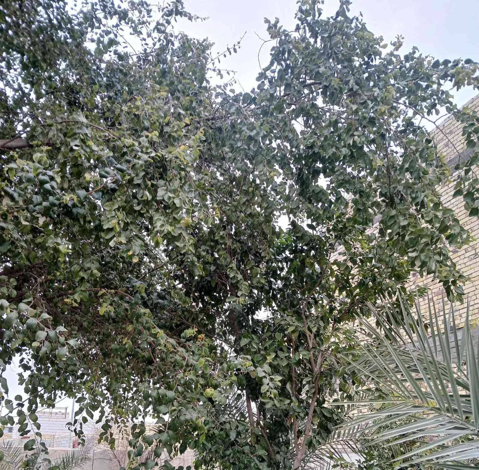 السلام عليكم
بيت للبيع زراعي سند ٢٥ متوفر كافة الخدمات مساحة ٤٠٠ متر

العنوان حي الأمين الأولى شارع التنانير

للاستفسار الاتصال على الرقم  ***********

