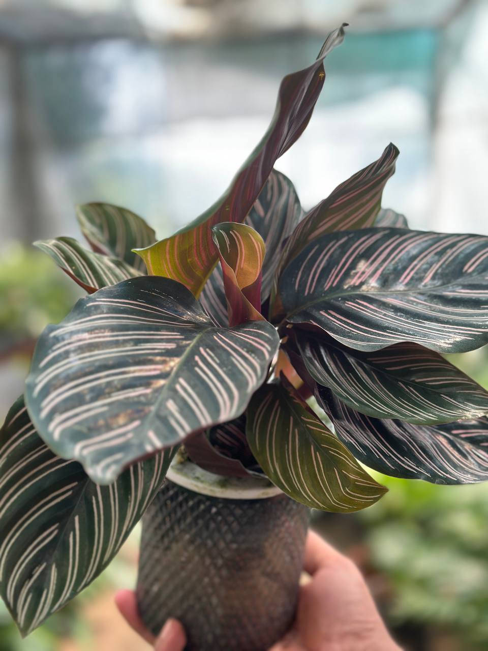 اسعد الله اوقاتكم بكل خير احلى متابعين🌹🌹

مثل ما عودناكم بنشر كل ما هو جديد🌲🌲
نعلن عن وصول وجبه جديده من النباتات الضليه 🌳🌳 والزهور🌹🌹  واشجار الفواكة والسنادين 
🌿🍀🌴💐🪴🍂
يوجد توصيل داخل  قضاء الصويره فقط 
للإستفسار الاتصال على الرقم ***********
🌴💐
العنوان,: #شارع_الغطاس_خلف_المجمع_السوري 
🪴
إدارة المشتل
***********
***********
