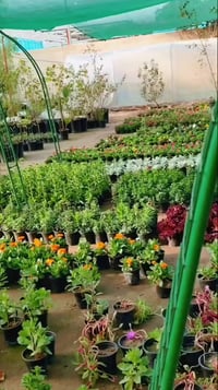 شتلات • عرض رمضاني • كوت الفلاحية