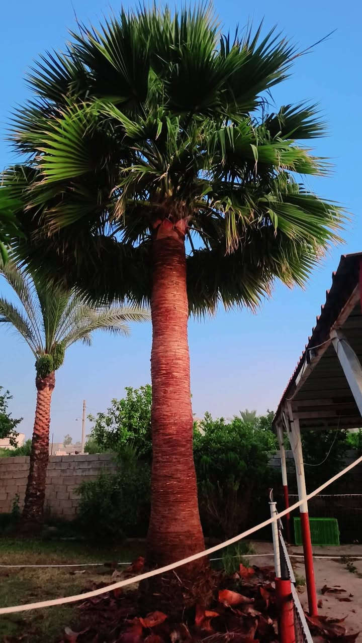 السلام عليكم  اخوان يوجد تكريب نخل وترهيم حديق وتقليم وبنسب السعر اكو
علمتر وكو قطعي الستفسار اكثر اتصل عل هاذ ارقم ***********
