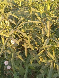 بذور بانيه للبيع  لهلوبه متعهده    مكاني  بابل جبله حي الفرات077586226...