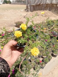 توصيل • ديكور • جنينة