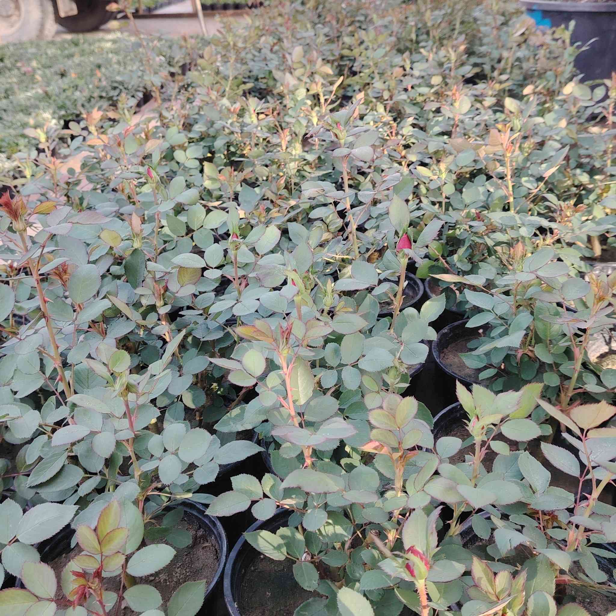 مشتل بابل
يعلن مشتل بابل عن إنتاجه الجوري السلطاني العراقي العطري
الفرع الثاني حله حي الجزائر مقابيل المعلب
الفرع الثالث حله صياحيه مقابيل مدينه العاب كوين بارك
هاتف /***********
