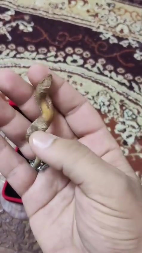 نواد اللوي النباعي الطبيعي، قطعة اصلية حقيقية (لا يوجد اي تدخل بشري في تشكيلتها) للبيع والقطعة سعرها غالية .. اليريدها اما يتواصل خاص او يتصل *********** متوفر واتساب

