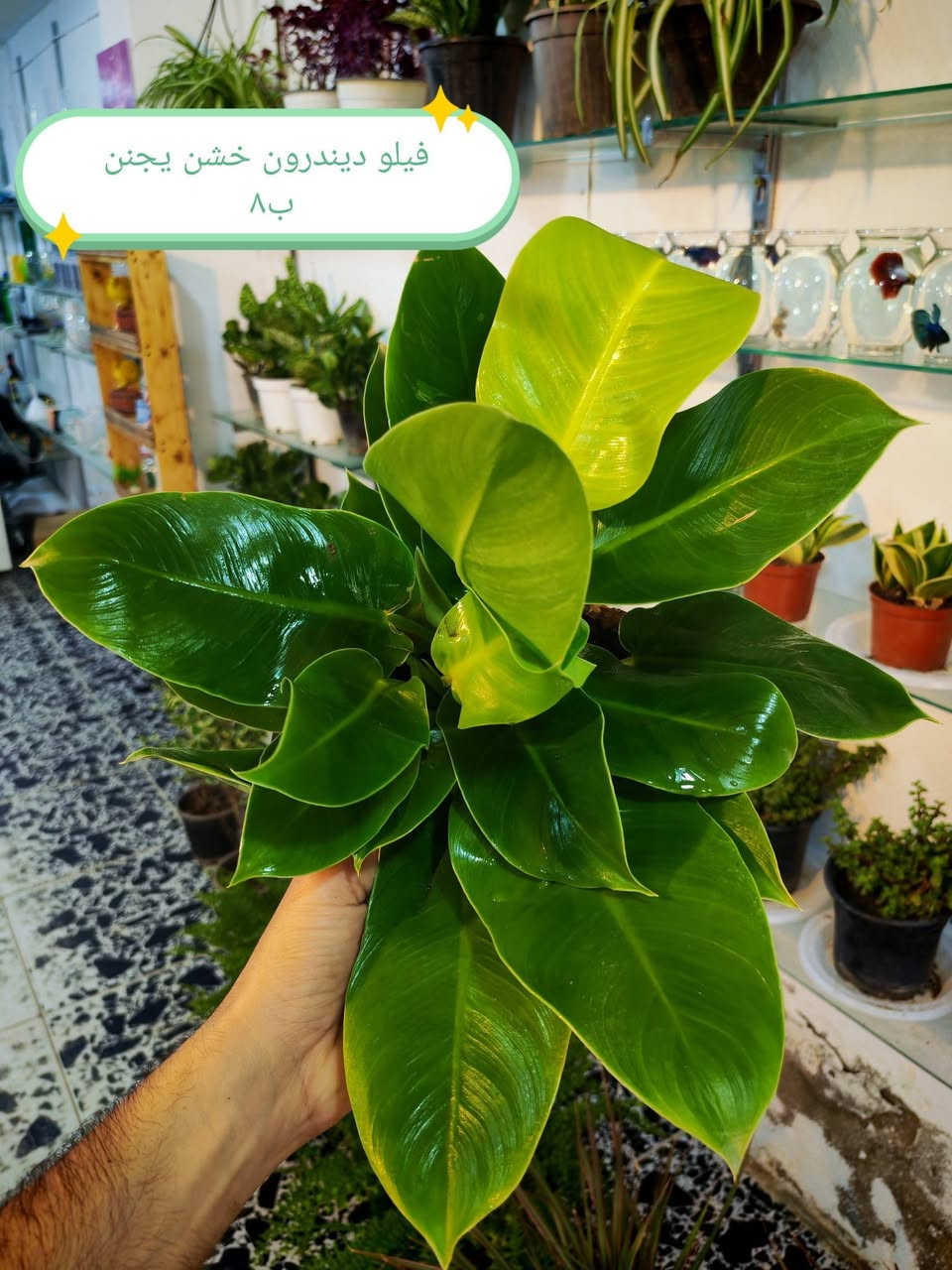 الضليات الي متوفره حاليا 🥰
الاسعار كلها عالصور 😊🌷


**إذا كنت صاحب هذا الإعلان وتريد حذفه لأي سبب، رجاءا أرسل رسالة إلى الدعم الفني**