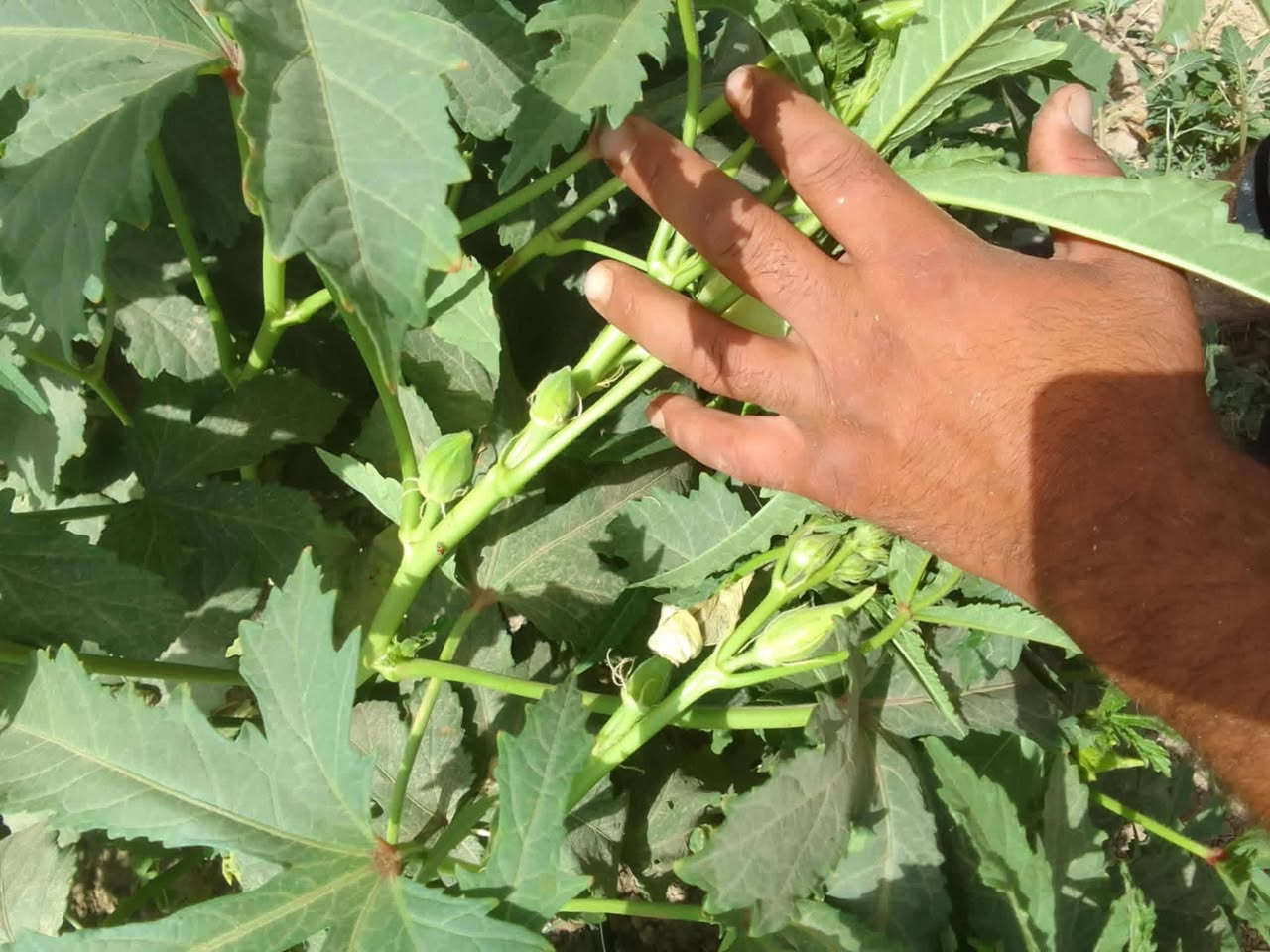 بذور بانيه متعهد بها كافه الشروط ***********
