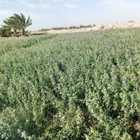 20دونم للبيع عقد 35تبعد عن شارع 800متر  بيه بيت وحقل 250نخله تبعد عن م...