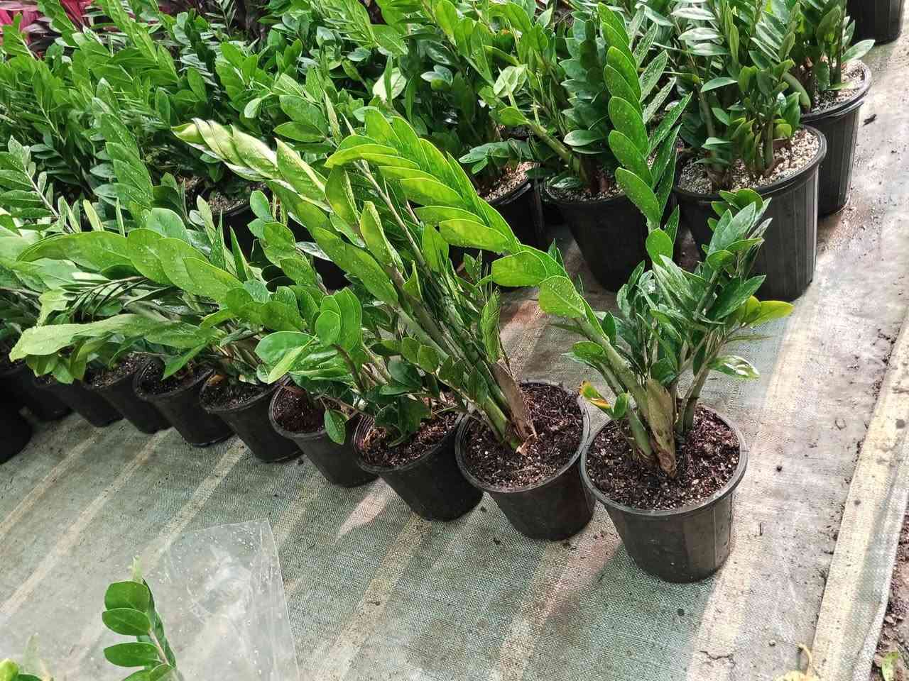 ياالله ...
#معرض_زهره_الگاردينيا 🌿💚

"🌿💚 نباتات ظلية مُستوردة 🌸

- أنواع فاخرة ومُختارة بعناية
- جودة عالية وضمان استمرار النمو
- توصيل سريع لجميع المحافظات

مستلزمات النباتات توفرت كلها يمنا ✨
(برلايت/بيتموس/احجار الليكا/مجذر/مقوي / احجار ملونة/سماد  )
 انواع السنادين بلاستك وسيراميك ☘️✨
العنوان // بغداد سبع ابكار 
التوصيل// متوفر لكل المحافظات  

للحجز والاستفسار، راسلونا على الصفحة 📲💬

أسعارنا تنافسية وخدمتنا مميزة 🌟 
 معرض زهره الگاردينيا  - وين ما تحتاجون النبات، احنا بخدمتكم  🌿💕

#مشتل_ومعرض_زهره_الگاردينيا #نباتات_ظلية #مستوردة #بيع #العراق" #اكسبلور #نباتات
#نباتات_منزلية #مشتل #ازهار #ورود #ورد_طبيعي


**إذا كنت صاحب هذا الإعلان وتريد حذفه لأي سبب، رجاءا أرسل رسالة إلى الدعم الفني**