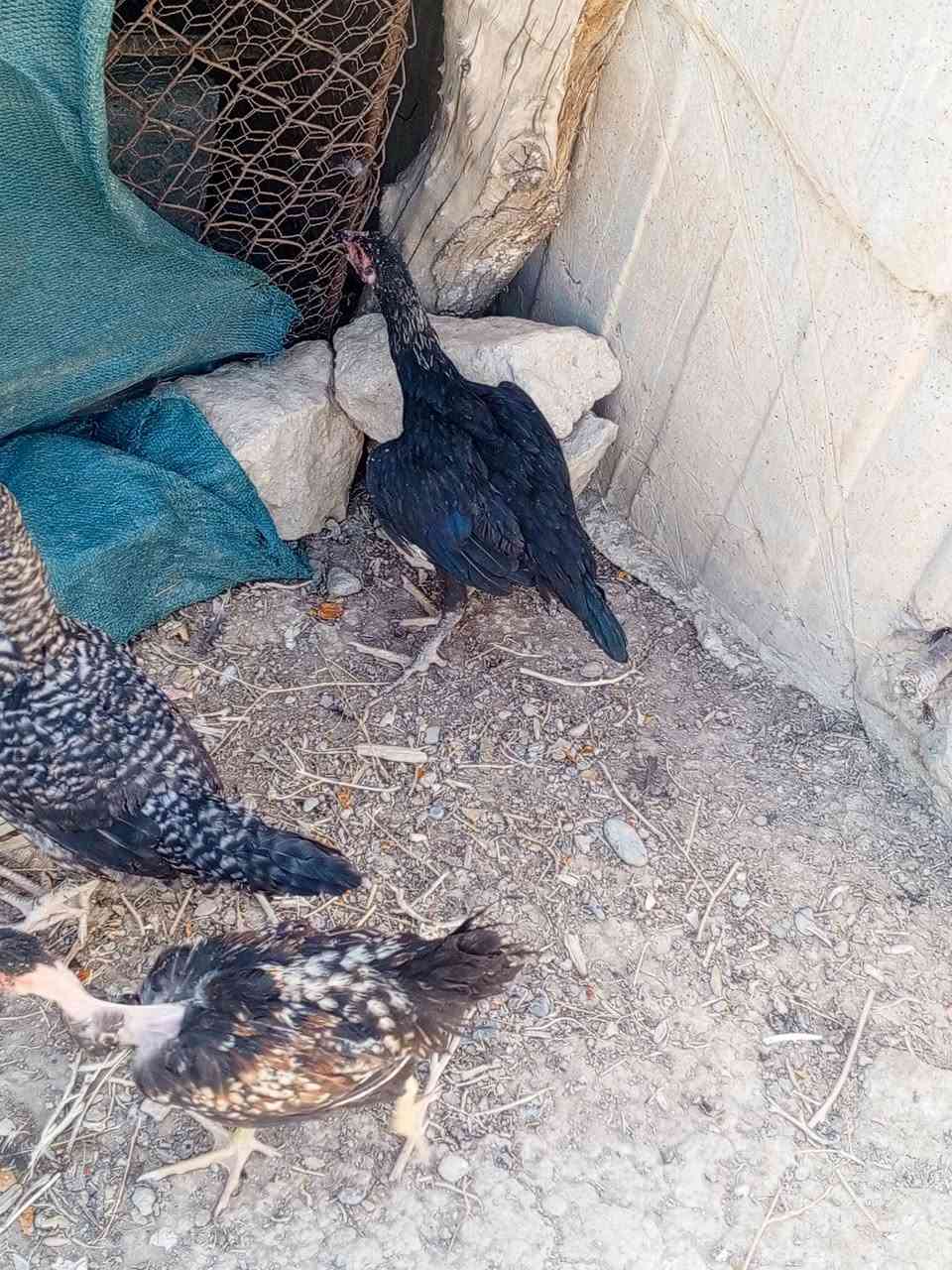 للبيع
ديوك مال السنه العمر خمسه اشهر
ماخذات جميع القاحات شرط نشاط فول 
ديوك العرب السعر10
ديوك الهراتي السعر12
ديوك بوطاني السعر15

المكان قريه البكر


**إذا كنت صاحب هذا الإعلان وتريد حذفه لأي سبب، رجاءا أرسل رسالة إلى الدعم الفني**