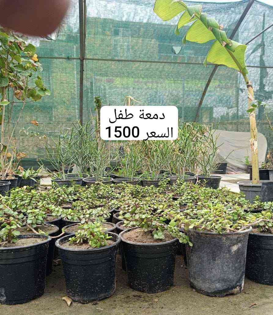 مشتل الروان الشطره, ذي قار


**إذا كنت صاحب هذا الإعلان وتريد حذفه لأي سبب، رجاءا أرسل رسالة إلى الدعم الفني**