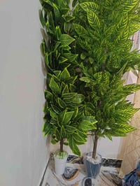 قناني • متر و٨٠ سم • الكوفة