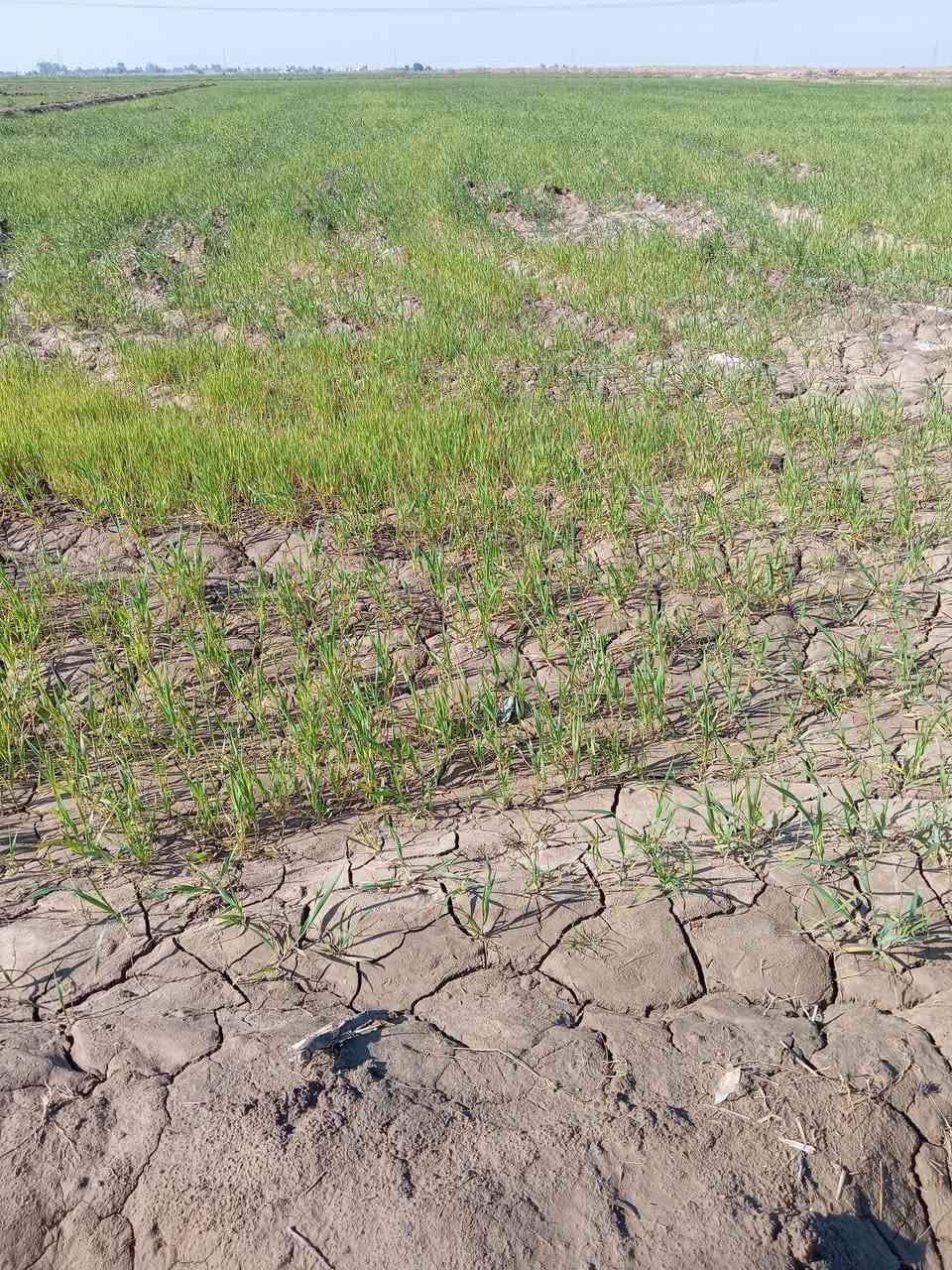 السلام عليكم أرض زراعيه للبيع المساحه ١٠ دونم على مشروع النعميه غير متواجد على الخاص السعر اتصل ***********
