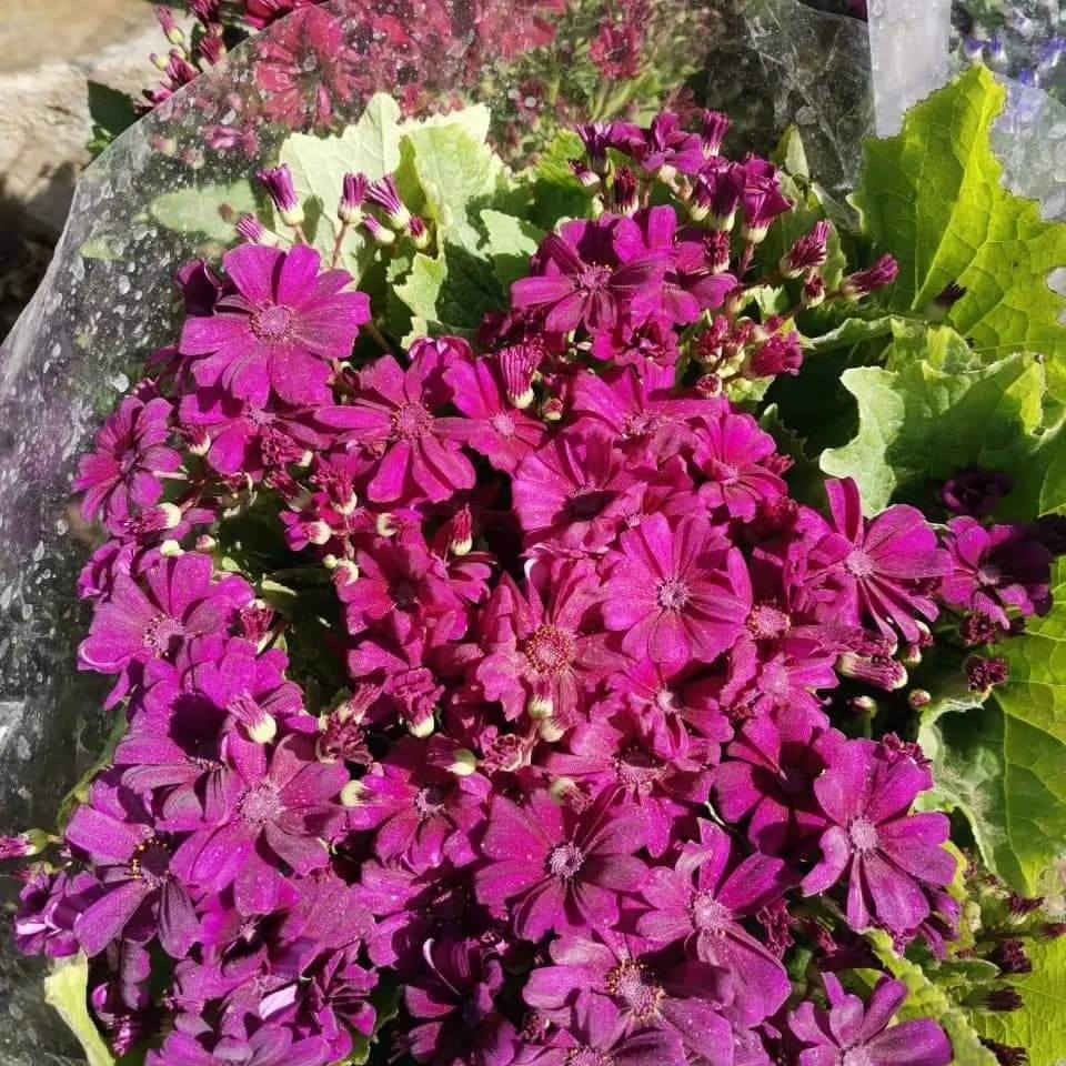 سناريا
نبات خارجي دائمي  ذو ازهار جميلة ومتعددة الالوان 
متوفر الان ..

للطلب والاستفسار يرجى مراسلة بريد الصفحة 

او الاتصال على الهواتف التالية 

 ***********
***********
   

تتوفر خدمة توصيل داخل سامراء فقط 

العنوان 
مشتل ربيع قرطبة  / سامراء / حي الشهداء/ شارع 2000
