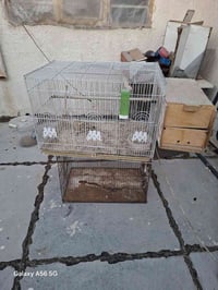ام الطير • اركيلة • بغداد حريه