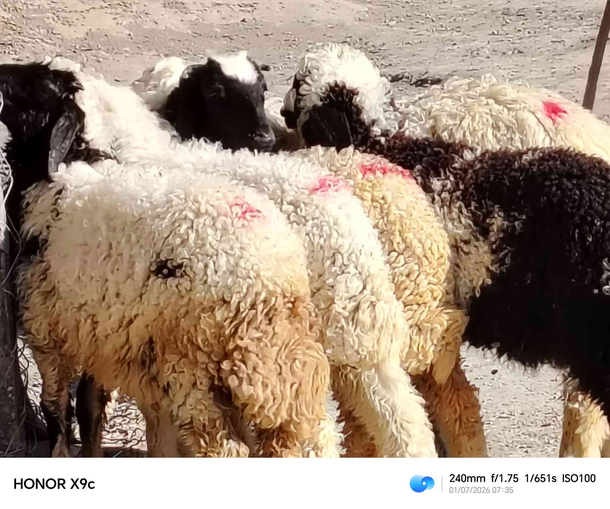 ياالله 
طليان العدد 6 فحوله ثنين ونثايه اربعه
طليان خشنات وسمان مناسبات بلاش 
مال جني نذر حلال مناسب مراح واحد 
سعر الواحد 185 الزوج 370 
مكان الديوانية قضاء الشاميه 
***********
