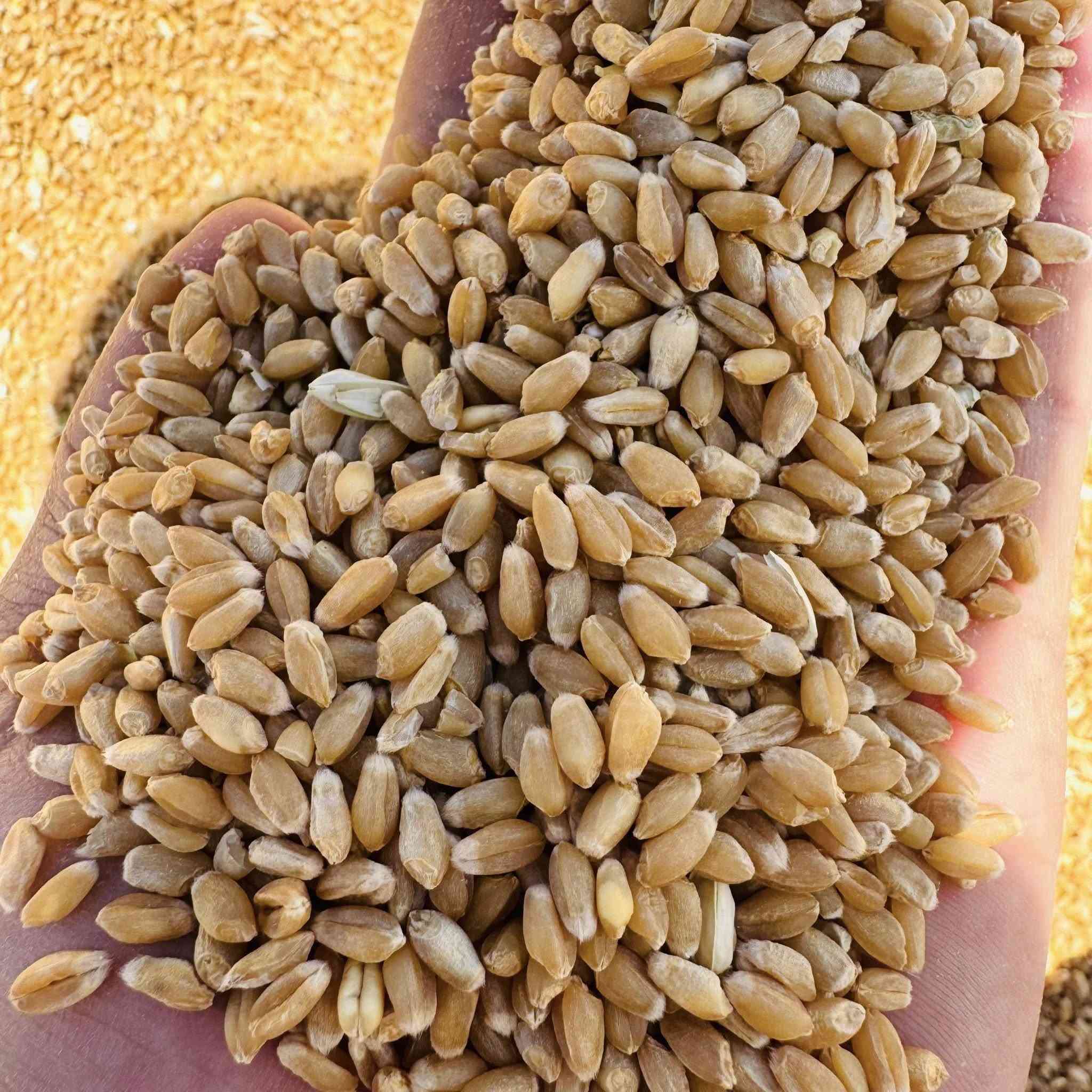 السلام عليكم يوجد حنطه
درجه اولى/نوع طوروس بنت  المغلفه. للاستفسار اتصال /***********
