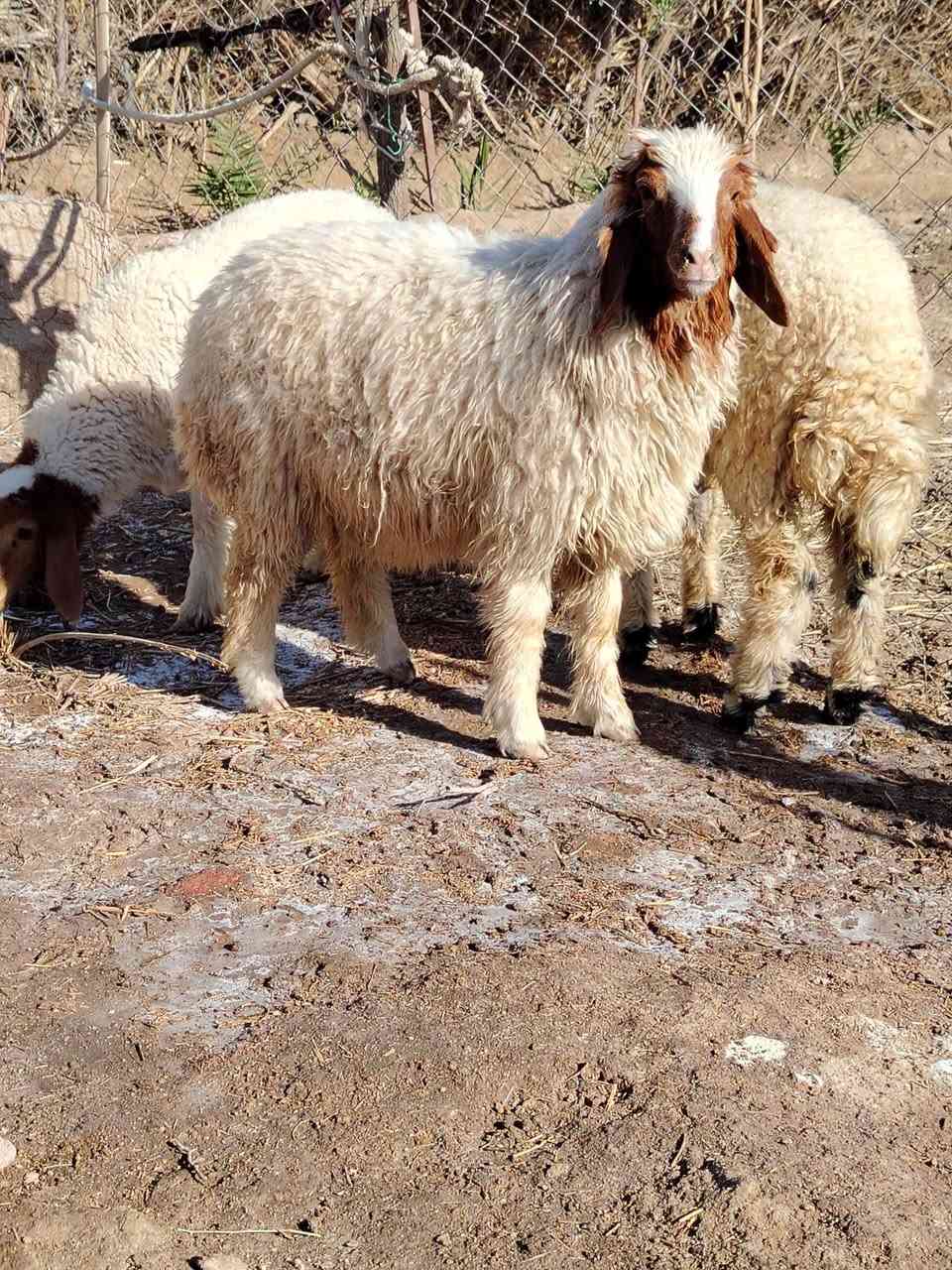 طليان عدد ثلاث ثنين نثايه وذكر
طليان خشنات وسمان خير من الله فول لحم 
يرهمن كصابه وجني وهديه ونذر 
سعر الواحد 235
مكان ناصريه سيد دخيل 
الشراي يتصل واني بخدمته ***********
