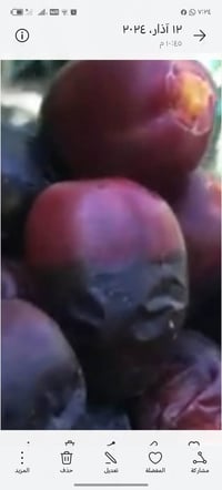 فسائل نخيل قرنفلي • ٦ فسائل • وصل ضمان