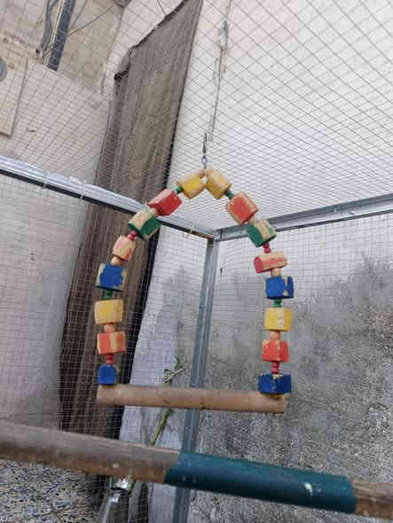 ادوات اكل طيور مع طوسهن  ثنين اخو جديد مابيهن شي
مرجوحه طيور زينه كسر مابيهه

شيلة وحده ب 30.وبيهن مجال قليللللل  
 مكاني نجف شارع المطار القديم 
***********
