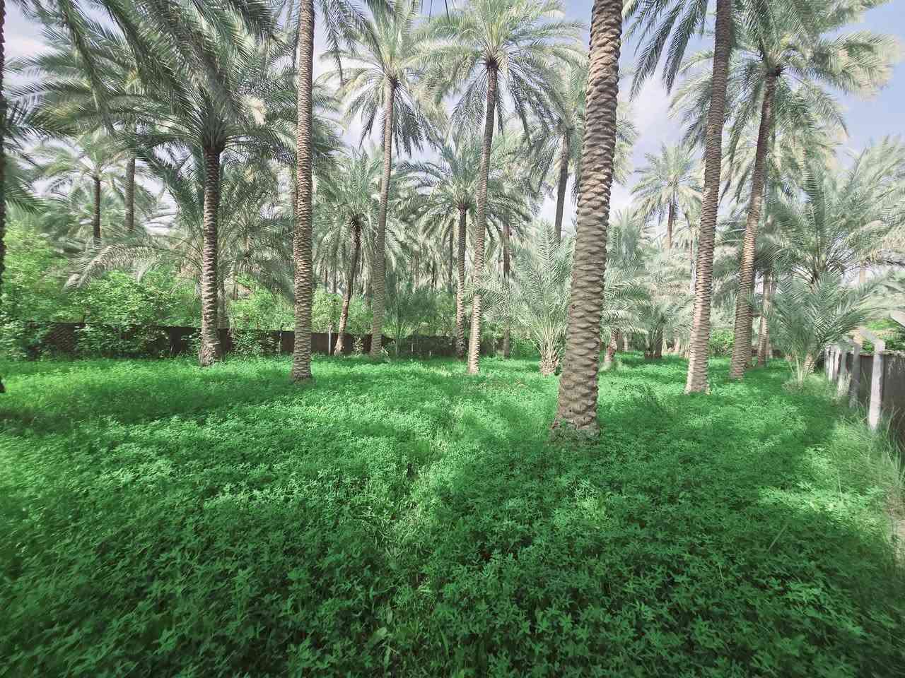 ( يالله اللهم صل عل محمد وال محمد )

ليوم جبنالكم عرض جميل جدا المساحة نصف دونم 

المساحة بالامتار 1250 متر بستان مخدومة ومزروعة بالكامل 

تصلح سكن او مكان ترفيهي راحة نفسية تتوفر كافة الخدمات 

ماء سقي سيح ماء اسالة كهرباء مولد شتريد موجود يمك 

نوع السند طابو زراعي سند 25 تحويل سهم مباشر بأسم المشتري 
واجهة النصف دونم  41 متر ونزال 30 متر عرض طريق البستان الخاص 4 متر 
العنوان كربلاء شارع الحسينية قرب جسر الابراهيمية 

تنزل كيلو متر عن شارع الحسينية شارع سبيس بعرض 7 متر و 6 متر 
تبعد عن جسر الابراهيمية 2 كيلو وعن شارع الحسينية كيلو متر 

وعن مركز المدينة 15 كيلو 

#السعر  95   ميلون مع المجال للجاد بالشراء

للاستفسار اكثر اتصلوا بالارقام التالية 

(  ***********  )(  ***********  )

ابو فاطمة عنوان المكتب شارع الحسينية قرب جسر 🌉 الإبراهيمية مقابل شارع عون مكتب النافعي للعقارات كربلاء     النافعي للعقار        #اشاره #الاصدقاء #متابعين #اكسبلور #الجميع #متابعين #اكسبلور #الجميع #متابعين #اكسبلور @أبرز المعجبين @إشارة  السعر  95 مليون مع المجال
