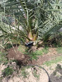 كوت واسط • مزرعة نخيل • مجهول صقعي اخلاص