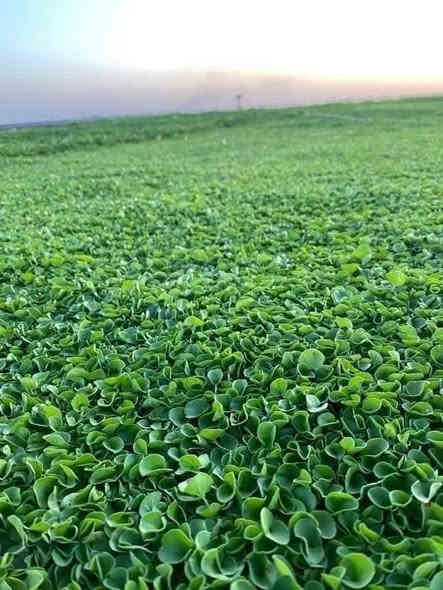 يوجد لدينا ثيل ديالى الطبيعي بكافه انواعه للاتصال يتوفر واتساب ***********
