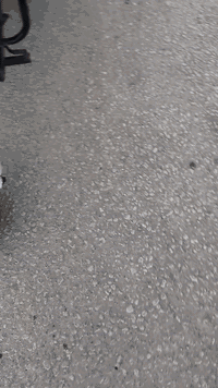 ستوته • موديل ٢٠ • أوراق أصلية