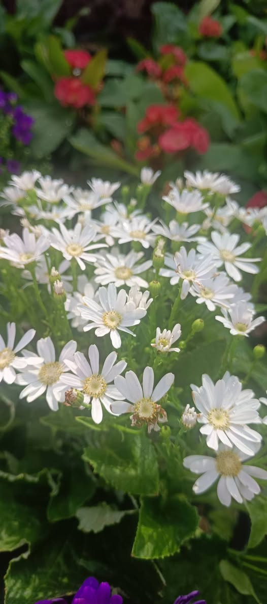 صباح الخير
توفر ويانا نبات السيناريا الدائمي السعر 5000 دينار            
 (✪‿✪) (✪‿✪) (✪‿✪) (✪‿✪) 
العنوان مشتل كوت فلكت الحاوي قرب مجمع دمشق الطبي مقابل مدرسه التعليم الاساسي مشتل سماء الكوت 
خدمة توصيل داخل كوت


**إذا كنت صاحب هذا الإعلان وتريد حذفه لأي سبب، رجاءا أرسل رسالة إلى الدعم الفني**