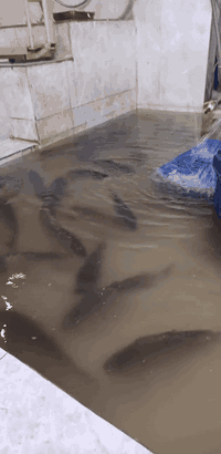 اكيد باجر اربعاء واكل السمك مستحب 
الحجز مفتوح ***********🥰
المسكوف يمنة غير طعم انصهار 🥰#مكسب #دهين #حامض تمتع بالذطعم المسكوف على الفحم واكيد الدجاج الشوي عالم من #الانصهار 
سمك كبارعرض 
دجاج حي محلي 
زوري حي 5500زوري مقلي 10000
صدر بعضم افخاذ كبدة  متوفر 🥳
لبن مدخن 3000نص كيلو 1500
اكيد خبز البيت الخفيف والي يجنن 5بالف 
#تقطيع #تقشير حسب رغبتكم الدجاج والسمك
