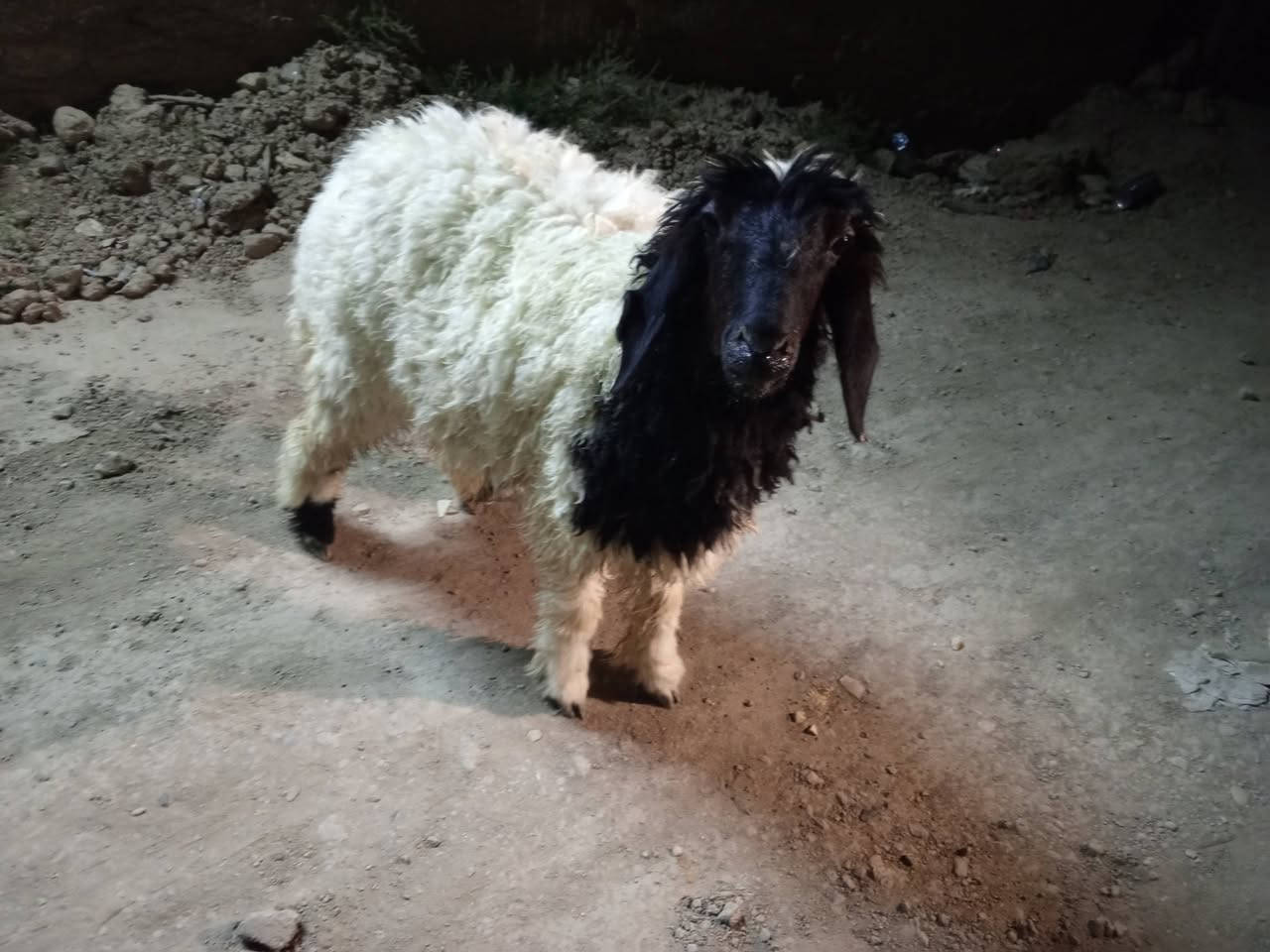 طليه نثيه سمينه وخشنه متروسه لحم شرط الصحاه ترهم 

جني وگصابه ونذر وهديه السعر ٢٧٠ وبيهه مجال بسيط 

مكاني قضاء الفهود والشراي يدلل ***********
