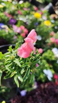 مشتل • سوق الشيوخ • انسب الاسعار