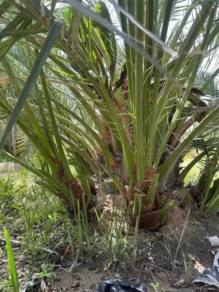 فساااااائل برحي  للبيع خشنات وخير من الله. حرات اصليات  التمره المدعبله سعر الفسيله الوحده 110.للبيع الكميه محدوده امانه الله ورسول مال مزرعتي وليس بياع شراي ولا تاجر مالتي وهاذا ثمرررررر كدامك مخليلك عثك لشوف تاكل وتشلع بيدك العنوان واسط ***********
