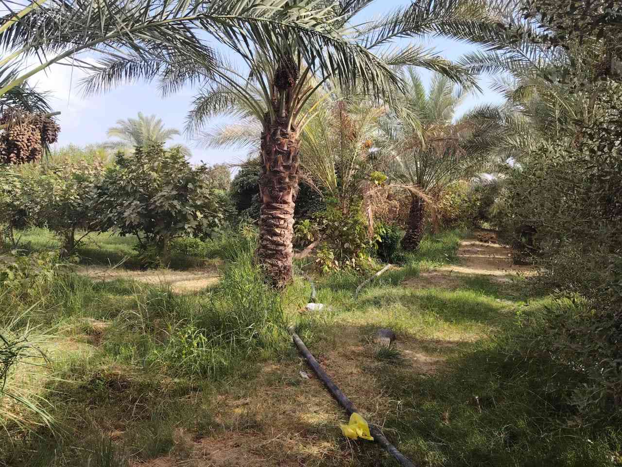 السلام عليكم

للبيع مزرعه 4دوانم  طابووابسم الوالد
مكانها صلاح الدين تكريت  سده البوضايع 

من الاخير المزرعه مفوله فول ومسيجه كلهه 
بير غطاس واساله وكهرباء
ومزروعه كلهه اشكال الفواكهه بيها والنخل والاشجارر
مزرعه مفوله ع اخر
بيها 3  ابيوت جاهزات ع اخير حبايه
وبيها  هيكل واصل للصب   
للاستفسار اكثرر اتصل
او خاص 
***********
***********
