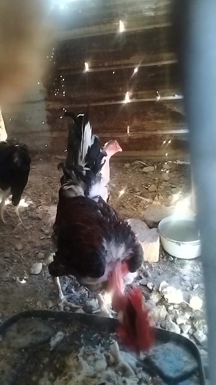 السلام عليكم للبيع دجاج 🐔 دجاجتين وديج اركيبي+زوج هرافي قضا المدينه الهوير ***********

