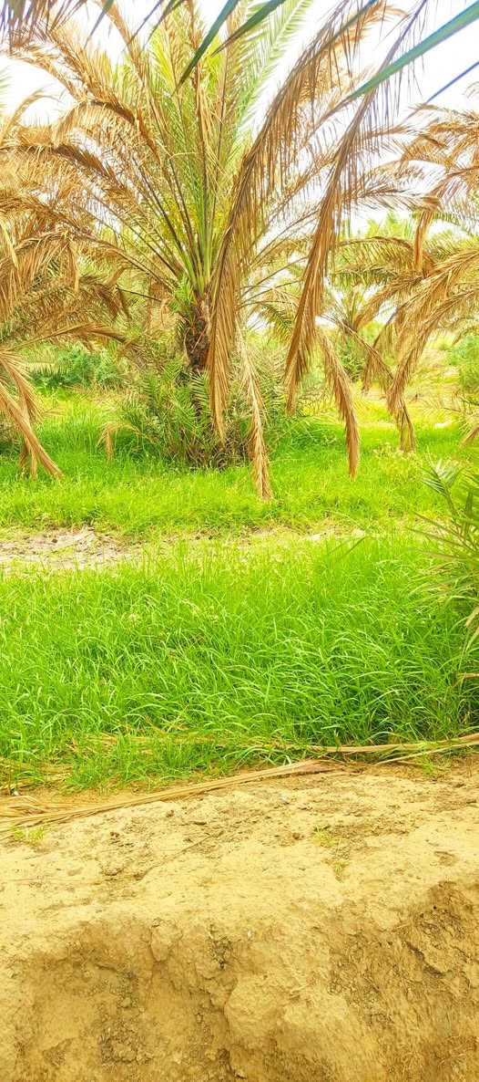 السلام وعليكم أرض زراعية للبيع الناصريه-تقاطع البطحاء/
قريب على شط الفرات ***********
