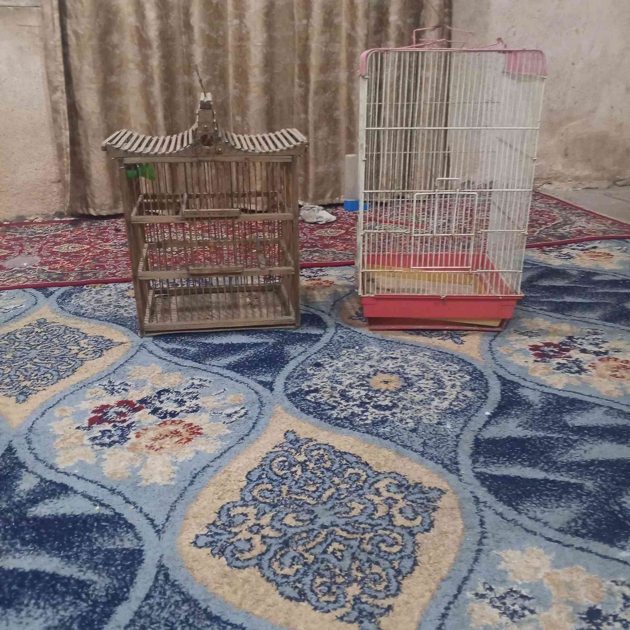 قفصين 
أب 10 
واحد مال بغبغاء ولثاني مال بلبل


**إذا كنت صاحب هذا الإعلان وتريد حذفه لأي سبب، رجاءا أرسل رسالة إلى الدعم الفني**