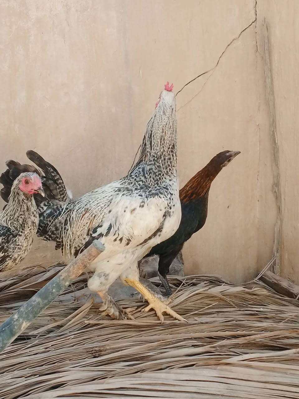 متاح 3 ديوكه عرب ترهم ذبح ملأت بيت  لتواصل خاص مفتوح الرقم ***********
