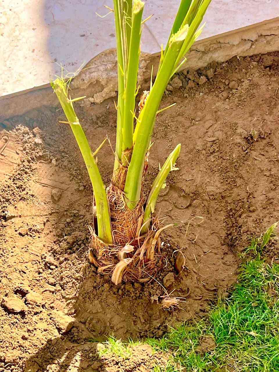 سلام عليكم يوجد تمر وفسائل شويثي 
#الفسيله وي شلعهه والشتل تصير ب10الاف 
#التمر الجيس ب12 بي 4كيلو نظيف مال السنه
#التوصيل موجود كل الاماكن 
#للحجز راسلني *********** او ماسنجر
