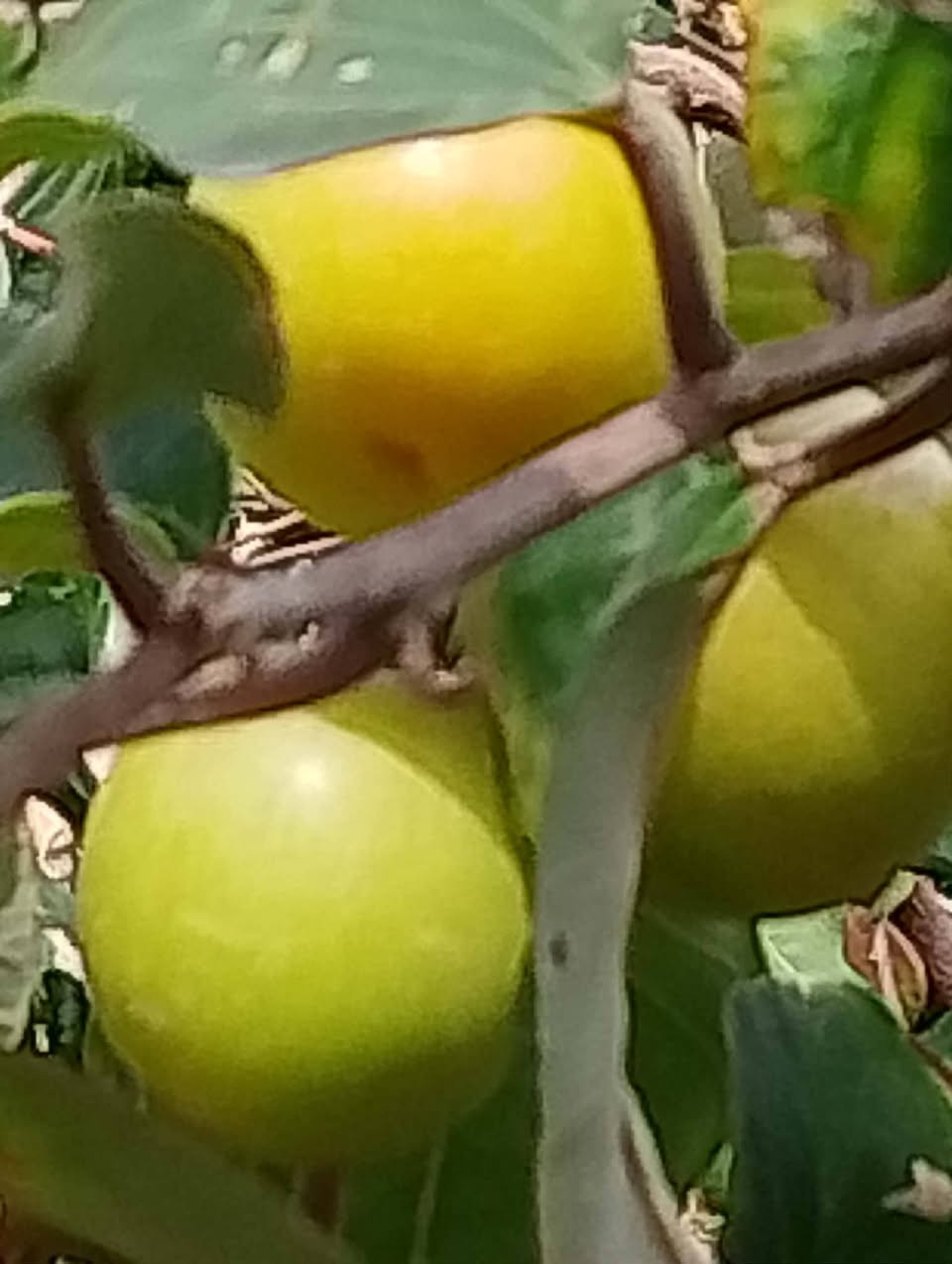 مستعدون للتطعيم السدر (النبك) واكو انواع اخرى………………    الانواع: 1-تفاحي
2-كشميري
3-عرموطي 
4-زيتوني
5-باكستاني
اتصل على الرقم👇.او عل خاص
              ***********
