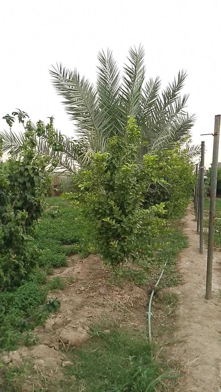 السلام عليكم عن رخصة الادمن نصف دونم مبستن يحتوي على حمضيات وتفاح ونخل مع دار بناء حديث طابوق يحتوي على غرفتين منام نظام سويت مع مطبخ واستقبال وحولي طابق واحد عقد 35 بغداد الانتصار الشارع الرابط بين السيلاوي والمراسمة  للاستفسار الاتصال برقم لايتواجد على الفيس ***********
