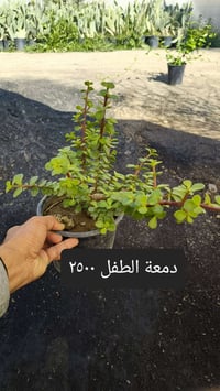 توصيل نباتات • مجاني • كربلاء