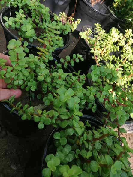 (مشتل حديثة المركزي) 🌸🌸
 يقدم لكم كل ما هو جميل🌷
دمعة طفل حجم كبير سعر السندانه فقط ٢٠٠٠
كل ٣ب٥الاف 
تابعو،،،،، 
عرووووضنا  مستمرة وياكم واسعار،،، بلاشششش 😉✌️

الموقع //
**((الانبار - قضاء حديثة/قرب دائرة البريد )) 
لاستفسار زورو صفحتنا أو الاتصال على الرقم
(( ***********))🌺
ويوجد توصيل طلبات حسب طلب الزبون 🌺
يرجا متابعتنا على الانستا
https://instagram.com/yaseiralsumaiday?igshid=MzRlODBiNWFlZA==
