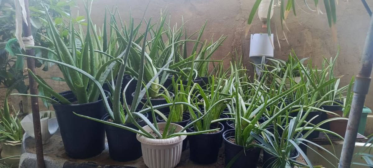 بسم الله
متاح تواصل اتصال على الرقم 
***********
